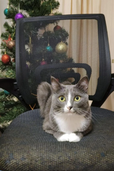 Cheezburger Image 10619122688