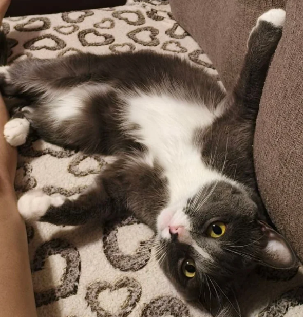 Cheezburger Image 10619122944