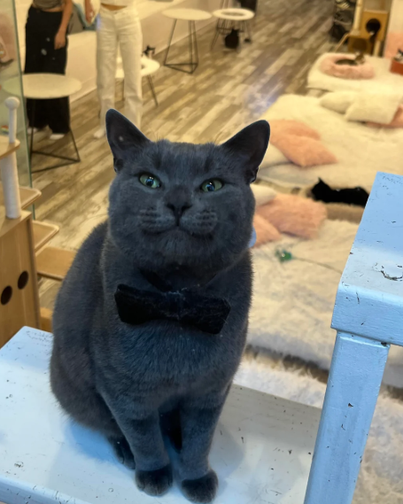 Cheezburger Image 10619123200