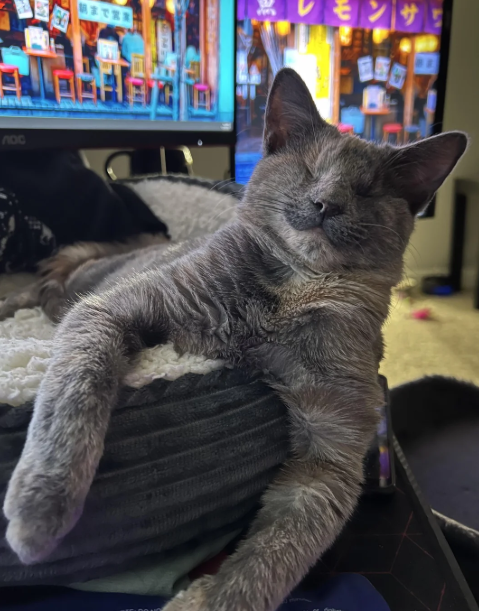 Cheezburger Image 10619123456