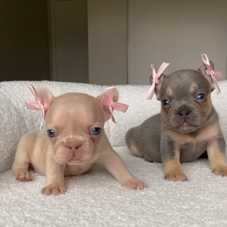 Cheezburger Image 10619149824