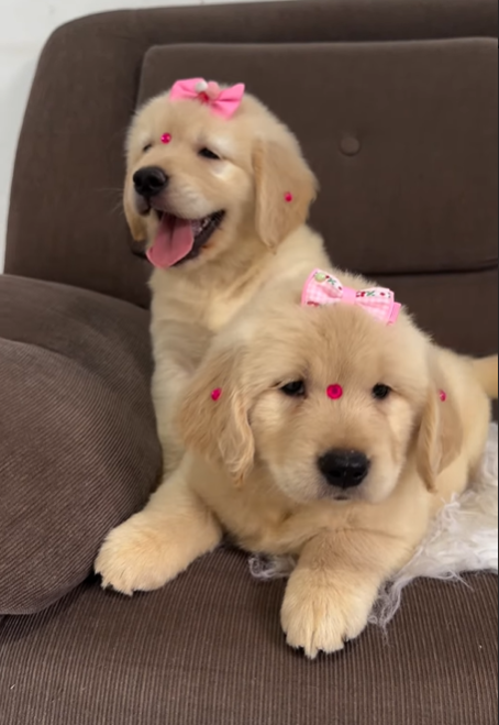 Cheezburger Image 10619151616