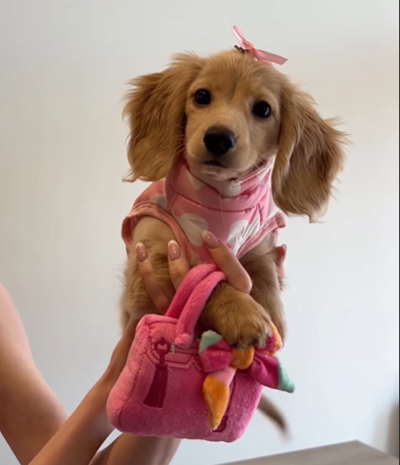 Cheezburger Image 10619152128