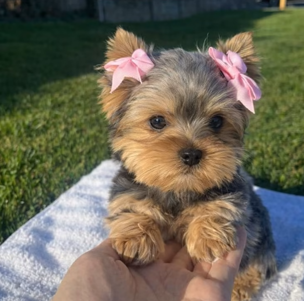 Cheezburger Image 10619157248