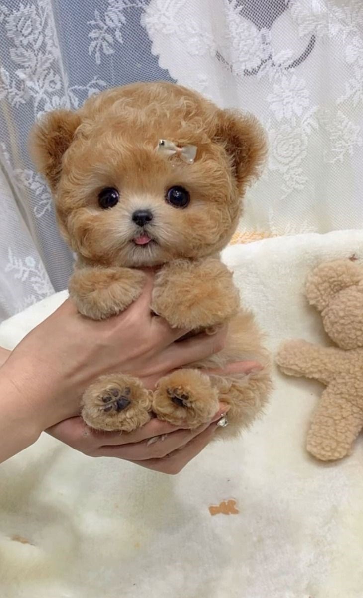 Cheezburger Image 10619158528