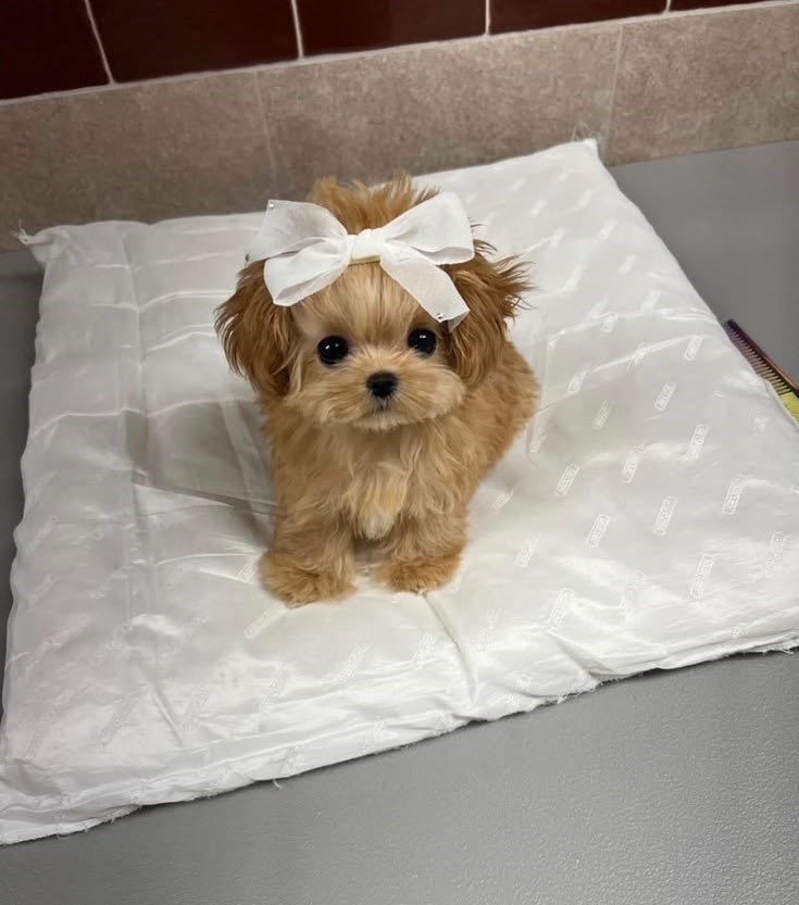 Cheezburger Image 10619158784