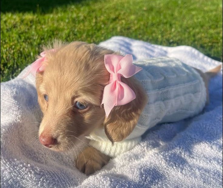 Cheezburger Image 10619159552