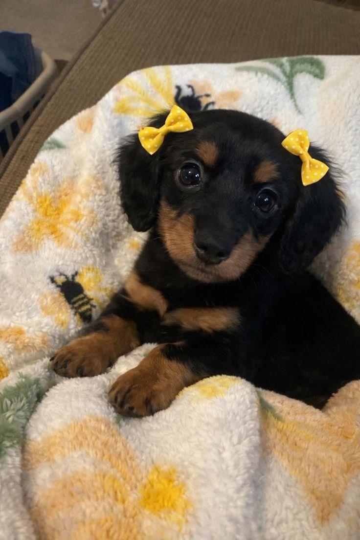 Cheezburger Image 10619159808