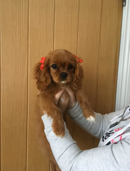 Cheezburger Image 10619160576