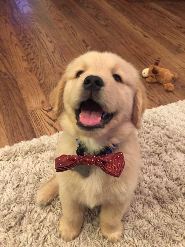 Cheezburger Image 10619161344