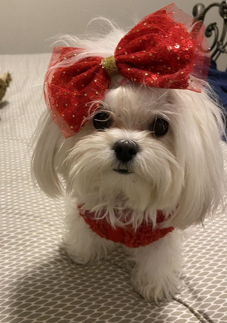 Cheezburger Image 10619161600