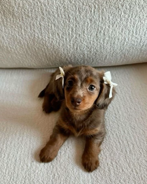 Cheezburger Image 10619218176