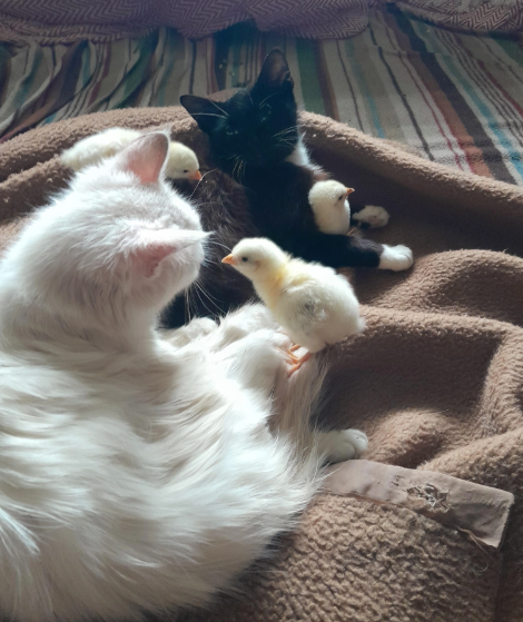 Cheezburger Image 10619220736