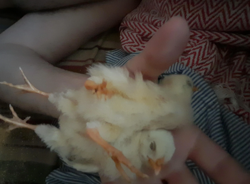 Cheezburger Image 10619222272