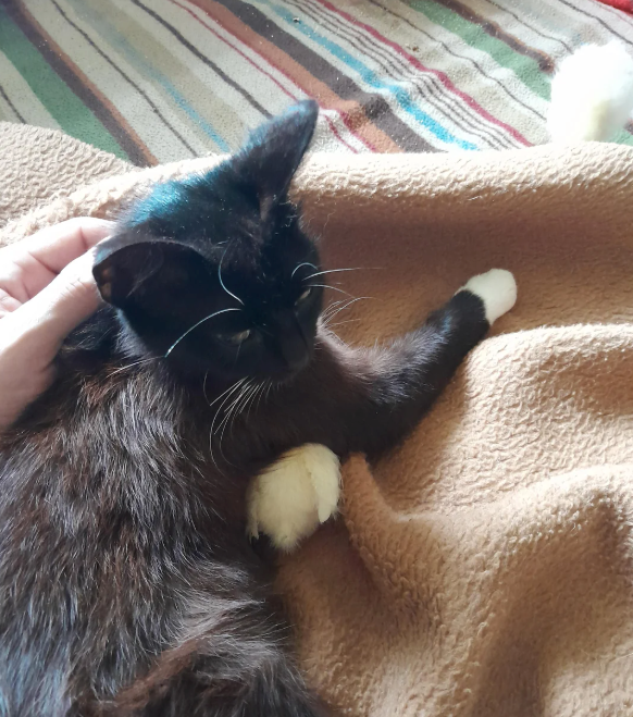 Cheezburger Image 10619222784