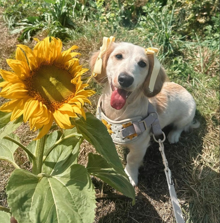 Cheezburger Image 10619224832