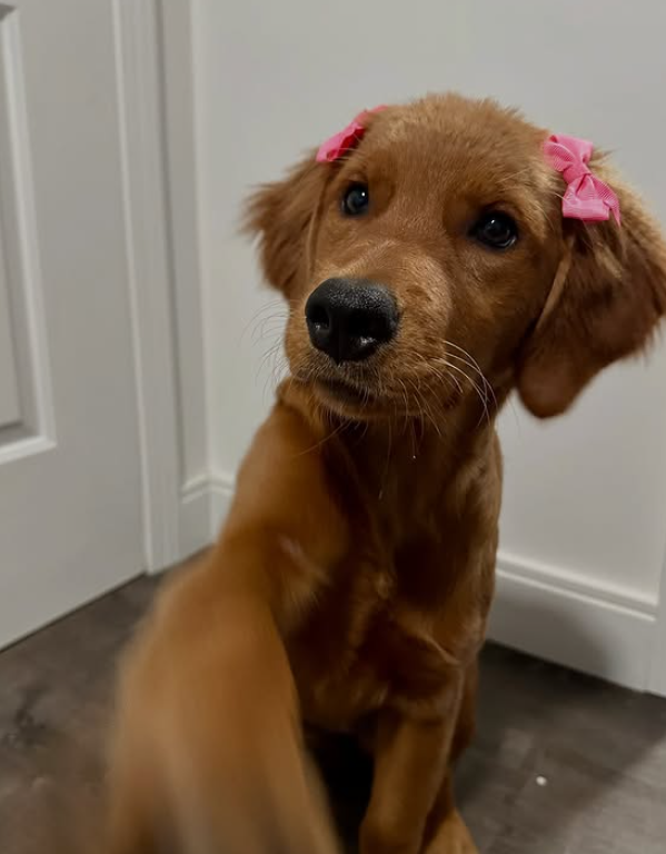 Cheezburger Image 10619225088