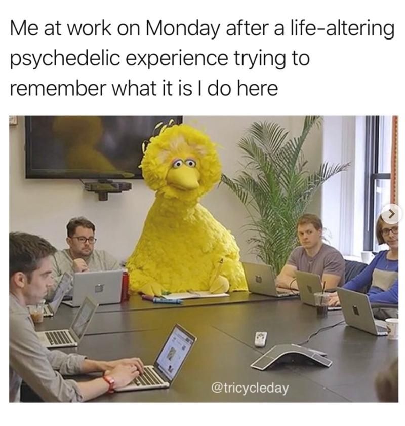 Me at work on Monday after a life-altering psychedelic experience trying to remember what it is I do here @tricycleday