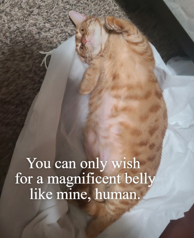 Cheezburger Image 10619292672