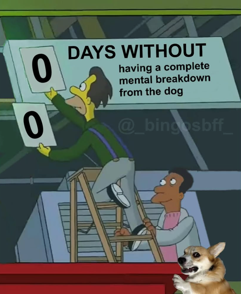 0 0 DAYS WITHOUT having a complete mental breakdown from the dog @_bingosbff