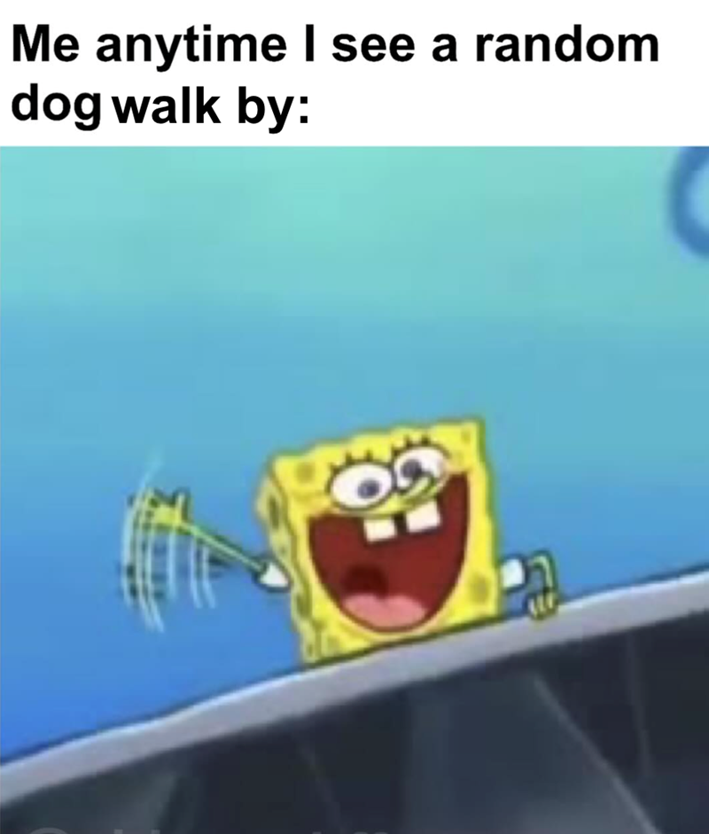 Me anytime I see a random dog walk by: