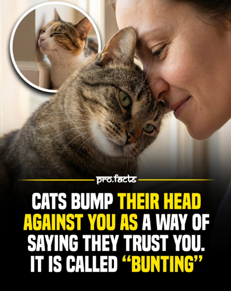 pro.facts CATS BUMP THEIR HEAD AGAINST YOU AS A WAY OF SAYING THEY TRUST YOU. IT IS CALLED "BUNTING"