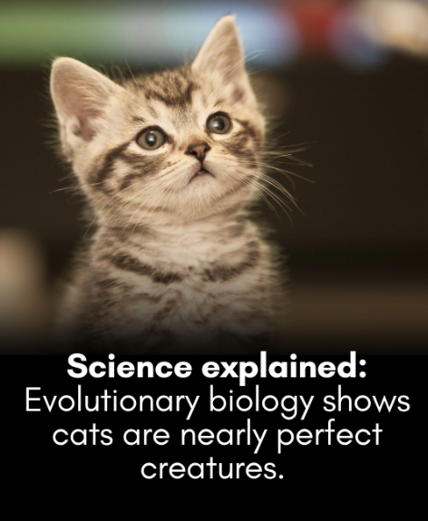 Science explained: Evolutionary biology shows cats are nearly perfect creatures.