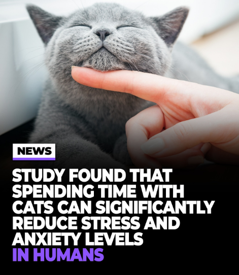 NEWS STUDY FOUND THAT SPENDING TIME WITH CATS CAN SIGNIFICANTLY REDUCE STRESS AND ANXIETY LEVELS IN HUMANS