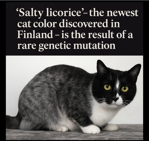 'Salty licorice'- the newest cat color discovered in Finland - is the result of a rare genetic mutation Hashem Al-ghall / Science Nature Page