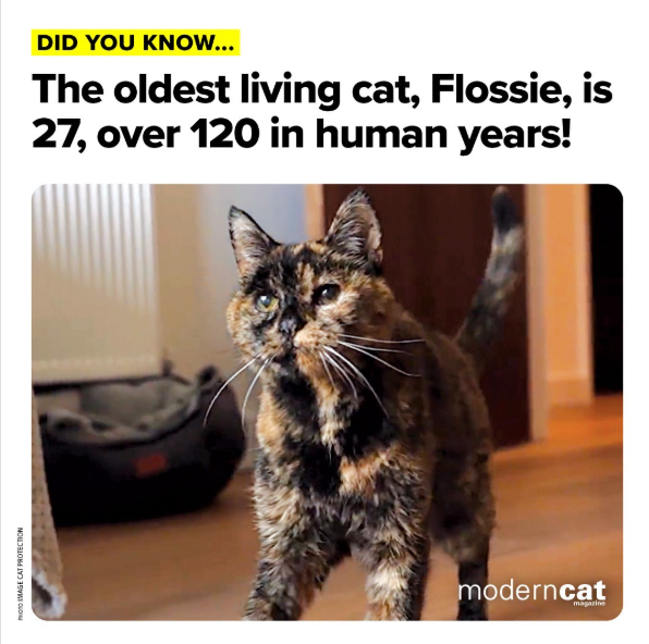 PHOTO IMAGE CAT PROTECTION DID YOU KNOW... The oldest living cat, Flossie, is 27, over 120 in human years! moderncat magazine