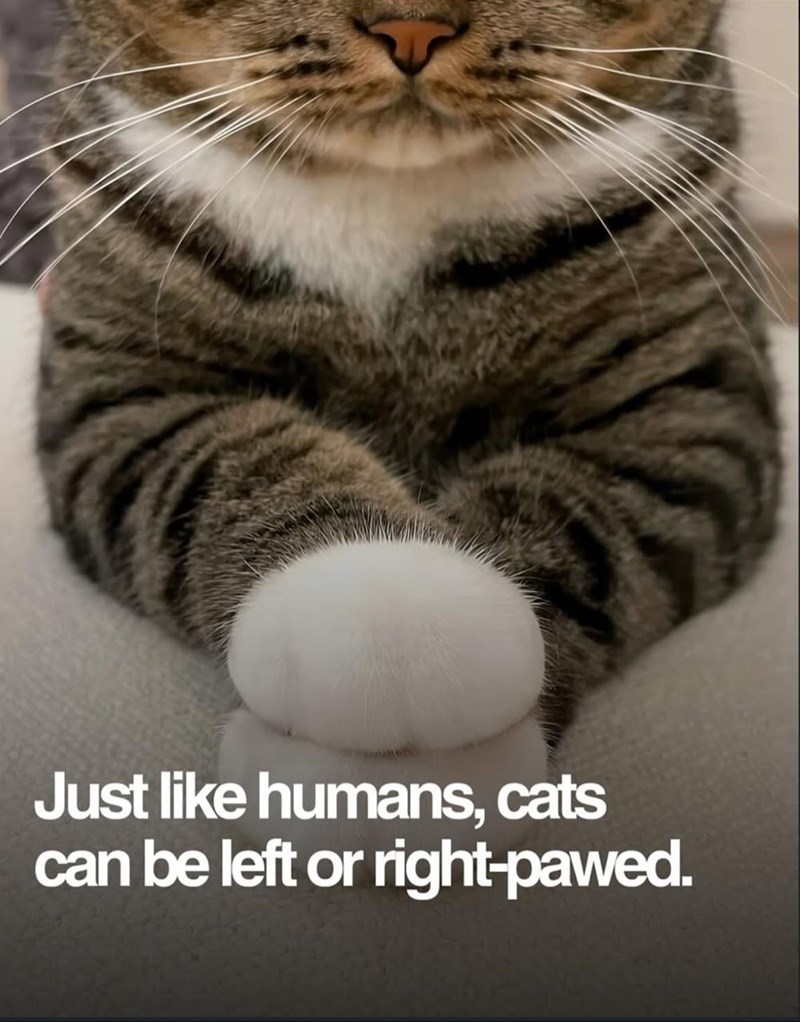 Just like humans, cats can be left or right-pawed.