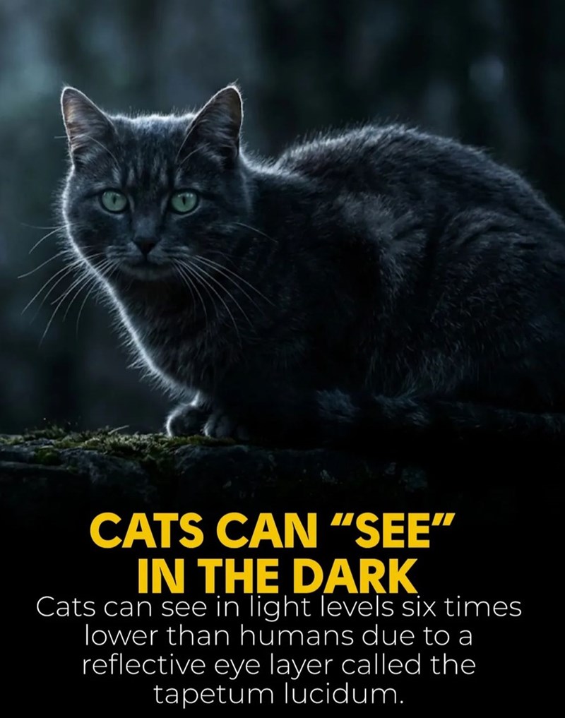 CATS CAN "SEE" IN THE DARK Cats can see in light levels six times lower than humans due to a reflective eye layer called the tapetum lucidum.