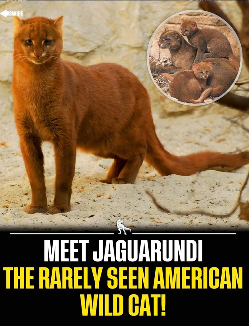 SWIPE MEET JAGUARUNDI THE RARELY SEEN AMERICAN WILD CAT!