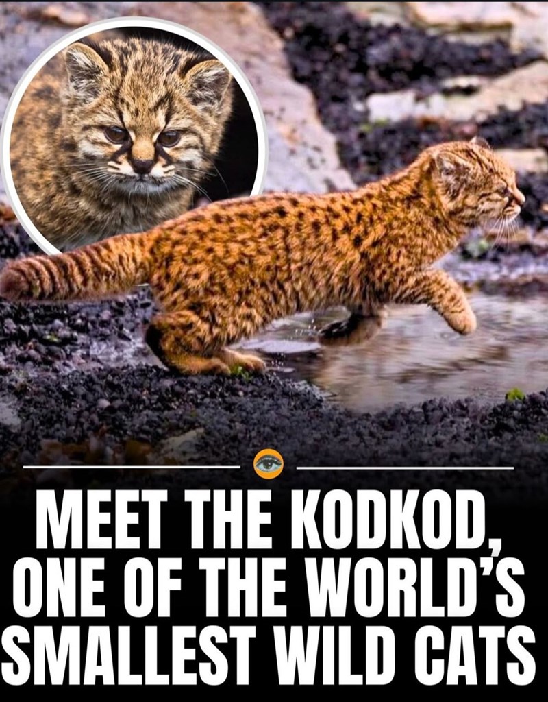 MEET THE KODKOD. ONE OF THE WORLD'S SMALLEST WILD CATS