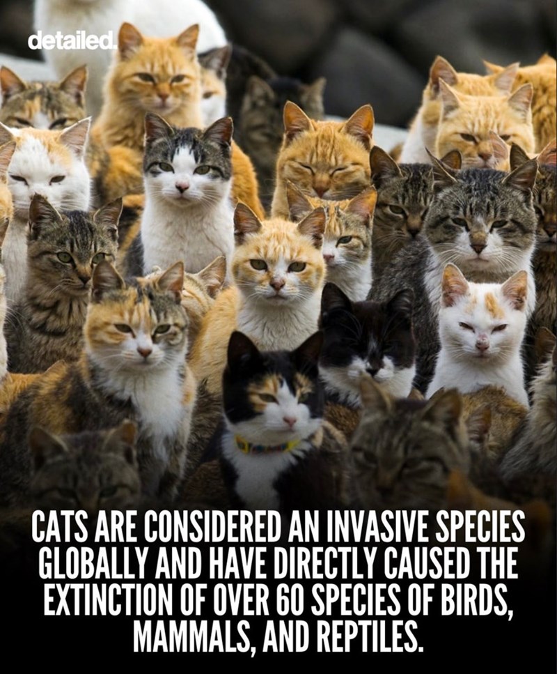 detailed. CATS ARE CONSIDERED AN INVASIVE SPECIES GLOBALLY AND HAVE DIRECTLY CAUSED THE EXTINCTION OF OVER 60 SPECIES OF BIRDS, MAMMALS, AND REPTILES.