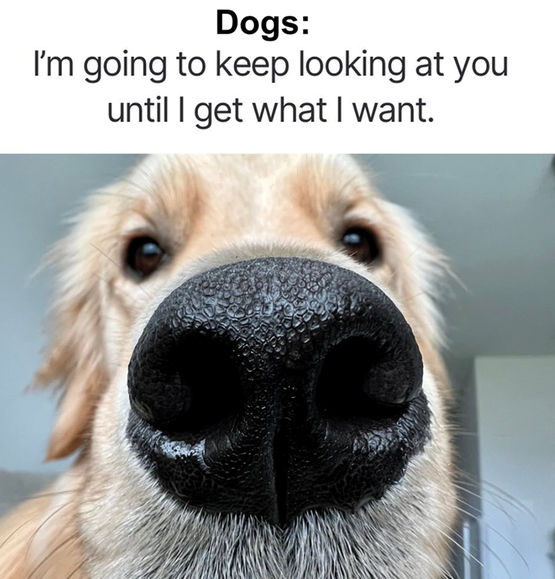 Dogs: I'm going to keep looking at you until I get what I want.