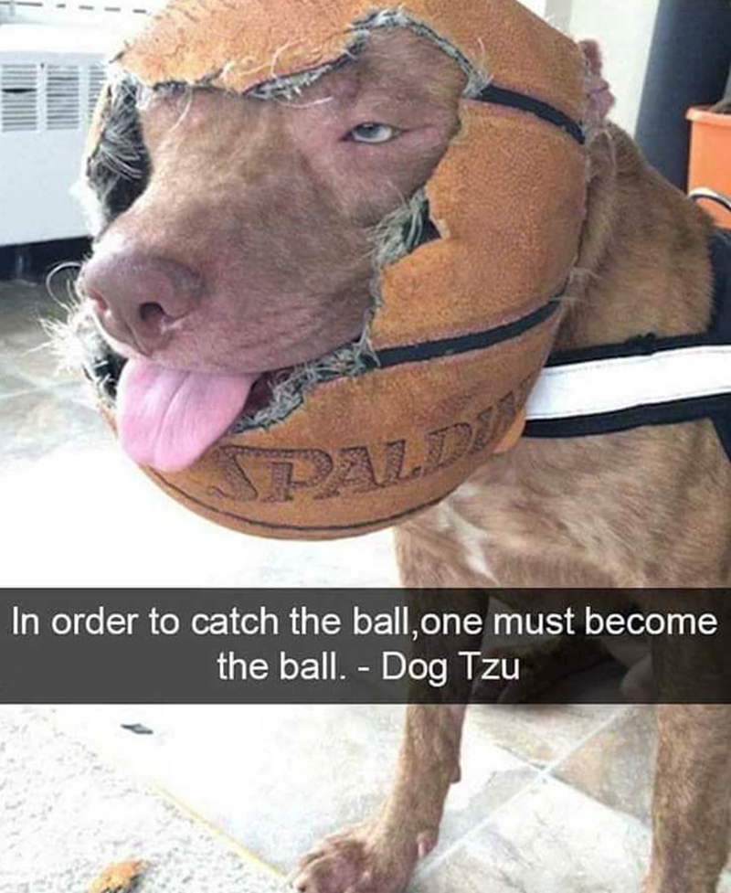 SPALL In order to catch the ball, one must become the ball. - Dog Tzu