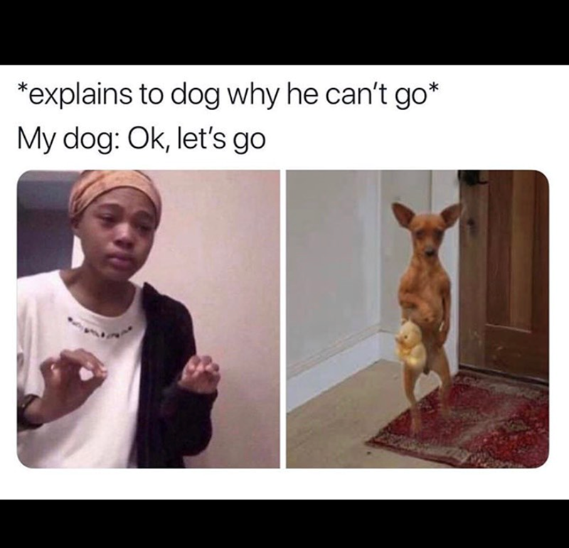 *explains to dog why he can't go* My dog: Ok, let's go