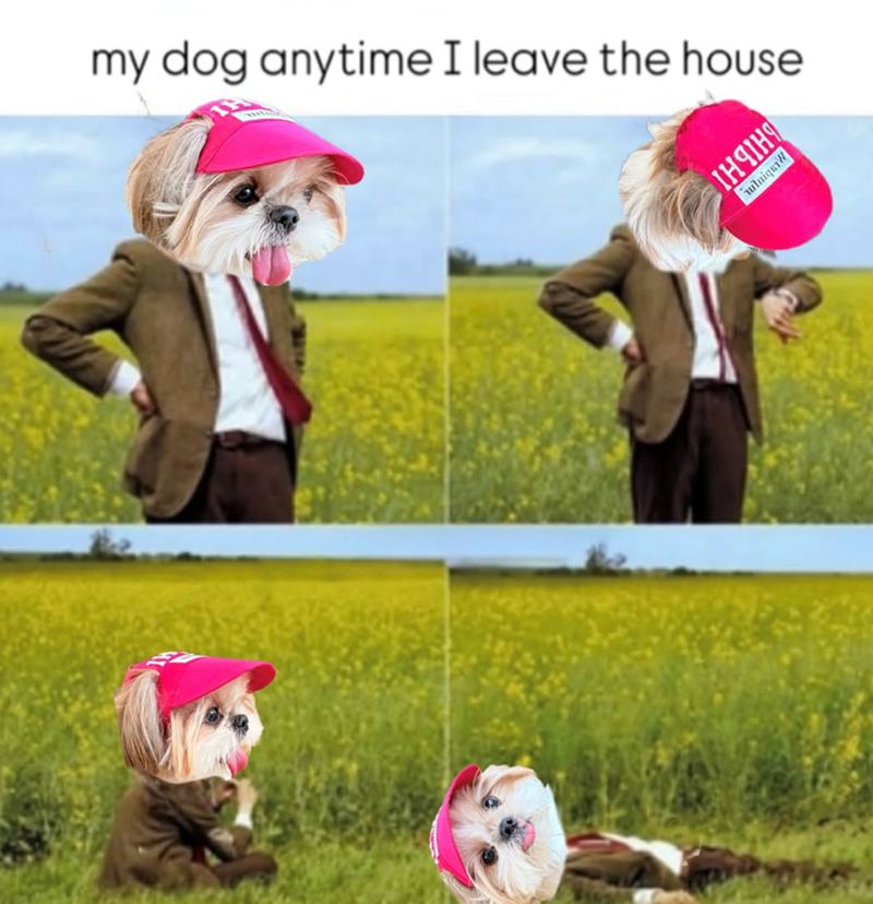 my dog anytime I leave the house ВІНЧІНЯ uniquW