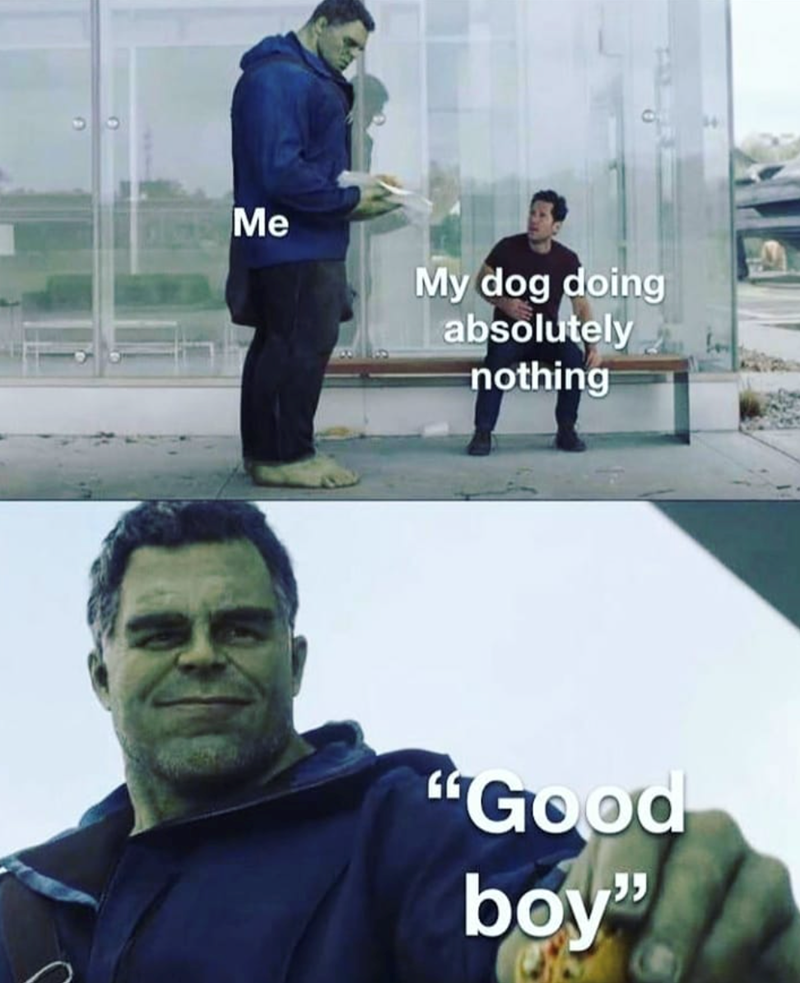 Me My dog doing absolutely nothing "Good boy"