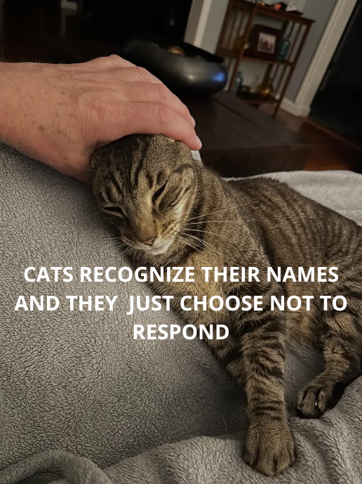 CATS RECOGNIZE THEIR NAMES AND THEY JUST CHOOSE NOT TO RESPOND