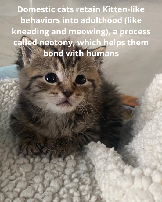 Domestic cats retain Kitten-like behaviors into adulthood (like kneading and meowing), a process called neotony, which helps them bond with humans