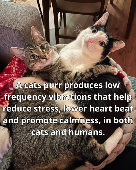 A cats purr produces low frequency vibrations that help reduce stress, lower heart beat and promote calmness, in both cats and humans.