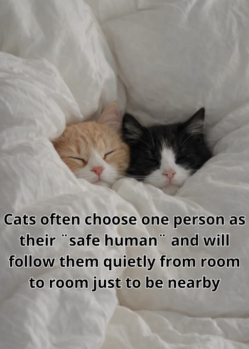 Cats often choose one person as their "safe human" and will follow them quietly from room to room just to be nearby