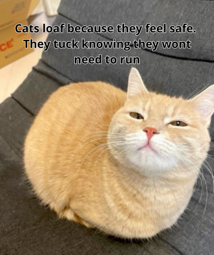 CE Cats loaf because they feel safe. They tuck knowing they wont need to run