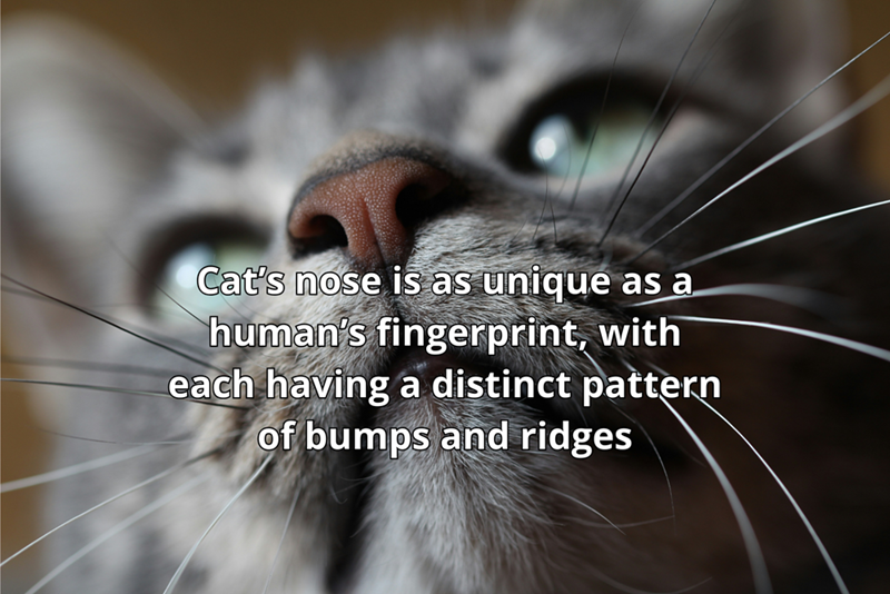 Cat's nose is as unique as a human's fingerprint, with each having a distinct pattern of bumps and ridges