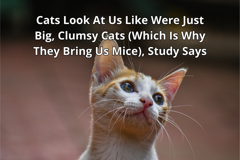 Cats Look At Us Like Were Just Big, Clumsy Cats (Which Is Why They Bring Us Mice), Study Says