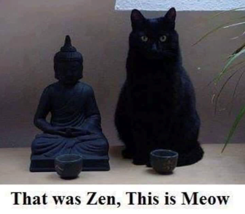 That was Zen, This is Meow