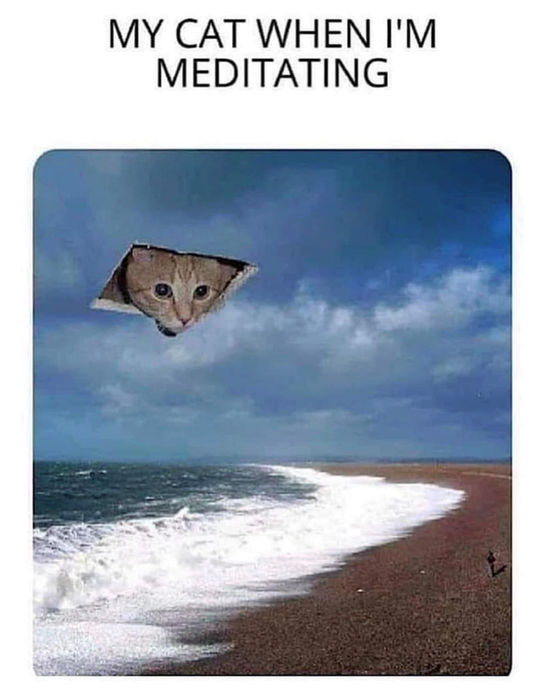 MY CAT WHEN I'M MEDITATING