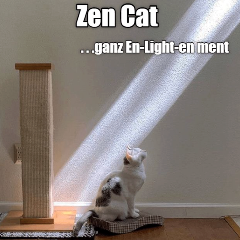 Zen Cat ...ganz En-Light-en ment